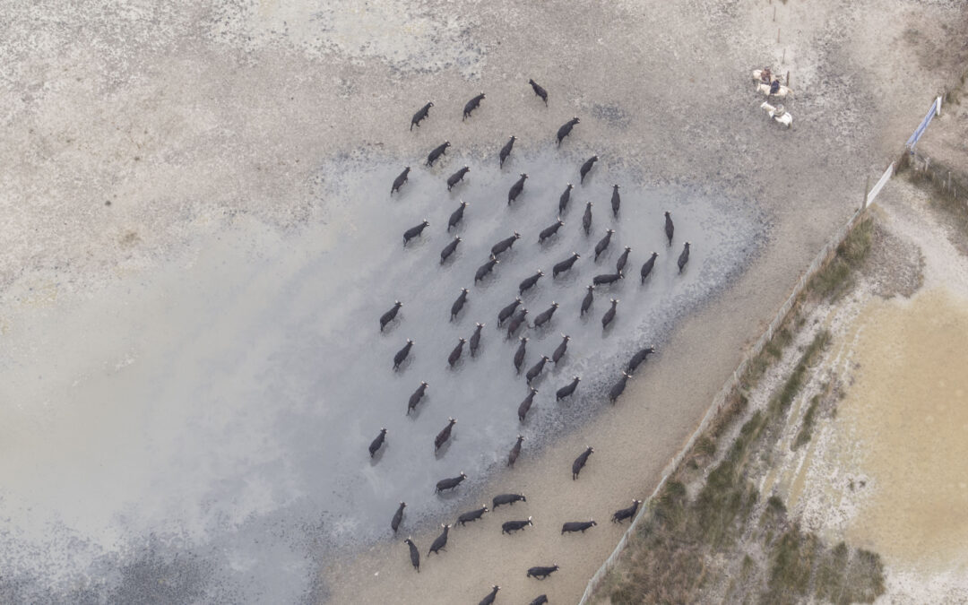 La Camargue un radeau fragile